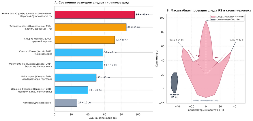 Сравнительные габариты следов тираннозаврид и анатомическая проекция отпечатка R2. Слева: длина и ширина ключевых ископаемых следов крупных теропод в истории палеонтологии (новая находка из Хелл-Крик почти вдвое превосходит следы молодых особей и канадского Bellatoripes). Справа: масштабная проекция отпечатка правой стопы R2 (96 × 80 см) с промерами пальцев и углами их расхождения относительно стопы взрослого человека (27 см).