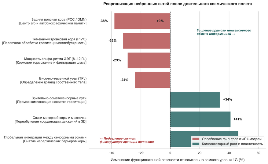 Профиль реорганизации функциональных связей мозга в условиях невесомости. Длительный полет избирательно угнетает структуры, отвечающие за вестибулярный контроль и поддержание жестких границ собственного «Я» (сеть DMN). Одновременно мозг компенсирует дефицит гравитации за счет взрывного роста связей между зрительными, моторными и тактильными отделами.
