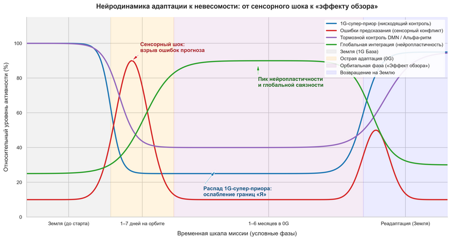 Фазы адаптации нейросетей к невесомости. В первые дни на орбите мозг переживает всплеск ошибок прогноза из-за отключения сигналов внутреннего уха. По мере адаптации 1G-супер-приор и активность «центра эго» (сети DMN) стойко снижаются, уступая место повышенной глобальной связности между отделами коры — нейробиологической основе «эффекта обзора».