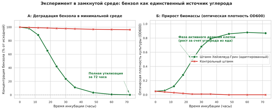 Метаболический тест в замкнутой среде без источников сахара. (А) Падение концентрации чистого бензола со 100% практически до нуля за 72 часа инкубации адаптированного штамма (зеленая линия) в сравнении с контрольной культурой (красная линия). (Б) Экспоненциальный рост бактериальной биомассы (оптическая плотность OD600), доказывающий, что микробы из Хейзелвуд-Грин используют углерод из разрушенного бензольного кольца для деления клеток. Контрольный штамм в отсутствие привычного питания погибает.