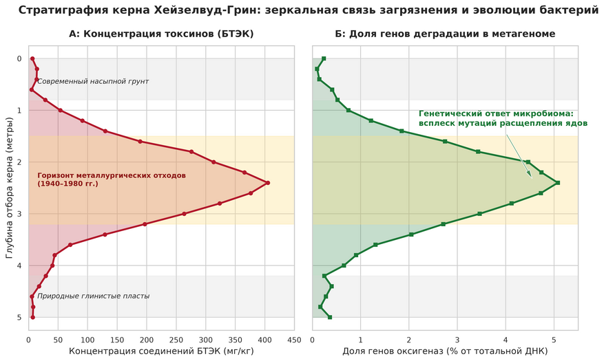 Вертикальный срез почвенного керна глубже пяти метров. (А) Профиль распределения токсичных соединений группы БТЭК по глубине. Максимальная концентрация ядов (свыше 350 мг/кг) зафиксирована на глубине от 1,5 до 3,2 метра, что точно соответствует слоям грунта времен максимальной мощности металлургического завода (середина XX века). (Б) Концентрация генов бактериальных ферментов-оксигеназ в тотальной ДНК почвенного сообщества. График практически зеркально повторяет кривую загрязнения: плотность генов очистки подскакивает именно в тех слоях, где земля была отравлена сильнее всего.