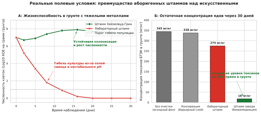 Полевые испытания в реальном техногенном субстрате с примесью тяжелых металлов. (А) Динамика выживаемости бактериальных популяций в течение 30 дней. Лабораторный штамм (красная линия) погибает уже к восьмому дню из-за токсичности солей свинца и цинка. Адаптированный штамм Хейзелвуд-Грин (зеленая линия) сохраняет высокую плотность популяции на уровне десяти миллионов клеток на грамм почвы. (Б) Концентрация ароматических углеводородов БТЭК в почве через месяц после начала эксперимента. В то время как классическая изоляция или вымерший лабораторный штамм оставляют яды в земле, аборигенные бактерии снижают загрязнение на 95% (с 345 до 18 мг/кг) без необходимости выкапывать и вывозить грунт.