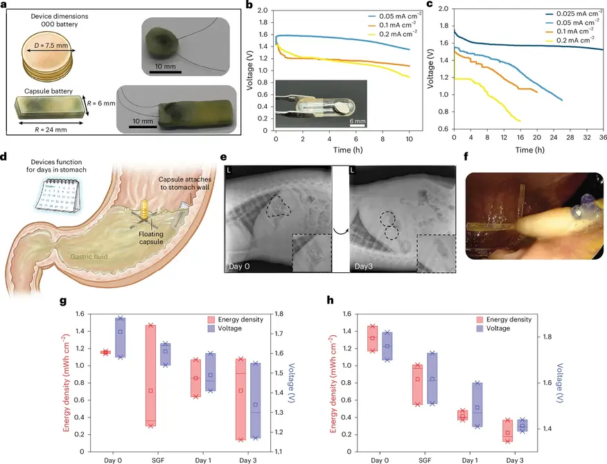 Внешний вид батарей (дисковая версия диаметром 7,5 мм для капсул и плоская пластина), графики их разряда и эндоскопический снимок закрепленного устройства в желудке подопытного животного на третий день испытаний.