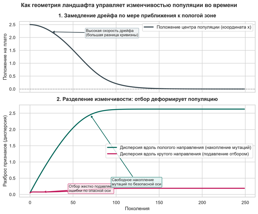 Изменение формы популяции в процессе смены поколений. Вверху: среднее положение группы организмов постепенно смещается из крутой зоны к пологой, замедляя ход по мере выравнивания рельефа. Внизу: отбор мгновенно сбивает изменчивость по смертельно опасному направлению почти до нуля (бордовая линия). Одновременно по безопасному направлению мутации накапливаются свободно (зеленая линия). Только когда популяция достигает широкого плато, ограничения ослабевают и вариативность признаков выравнивается.