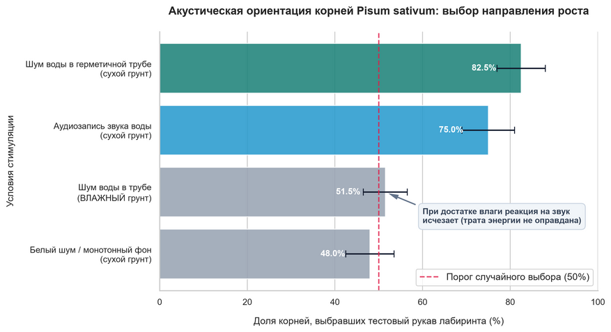 Прагматизм корневой навигации по звуковым волнам. Результаты тестов проростков посевного гороха в Y-образных камерах. В сухом грунте более 75–82% корней направляют рост в сторону скрытого потока воды или динамика с записью журчания, игнорируя альтернативный рукав. Однако при равномерном увлажнении субстрата выбор возвращается к статистической норме случайного распределения (~50%): акустический поиск влаги отключается за ненадобностью. Данные смоделированы по экспериментальному протоколу Gagliano et al. (Oecologia, 2017).