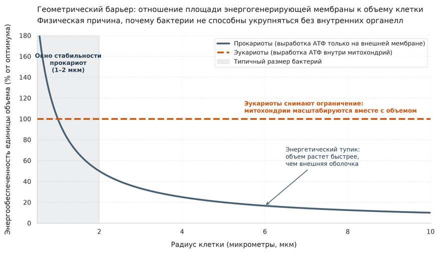 Зависимость энергообеспеченности клетки от ее размера. Бактерии синтезируют энергию только на внешней оболочке. При росте клетки объем увеличивается гораздо быстрее, чем площадь ее поверхности, из-за чего бактерия сталкивается с резким дефицитом энергии (синяя кривая). Сложные клетки преодолели этот барьер с помощью митохондрий: вынос производства энергии внутрь клетки позволяет поддерживать стабильный уровень АТФ при любом размере (оранжевая пунктирная линия).