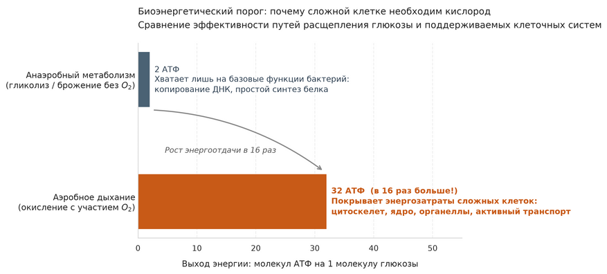 Сравнение энергетического выхода бескислородного и кислородного метаболизма. Бескислородный гликолиз обеспечивает синтез лишь 2 молекул АТФ, чего достаточно только для обслуживания микроскопической клетки бактерии. Кислородное дыхание митохондрий вырабатывает 32 молекулы АТФ — именно этот 16-кратный прирост энергии позволил эукариотам содержать ядро, крупный геном, цитоскелет и систему внутриклеточного транспорта.