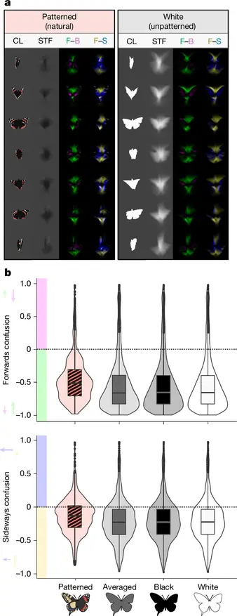 Анализ взлета бабочки глазами птицы (Figure 1). Вверху (a) показана покадровая трансформация видеозаписи адмирала: реальный цвет, фильтрация под спектр птичьего глаза и расчет векторов движения детекторами EMD в сравнении с однотонным белым вариантом. Внизу (b) — графики ошибок восприятия скорости (вверху) и направления (внизу): естественный узор (крайний слева) создает максимальное искажение по сравнению с однородными крыльями.