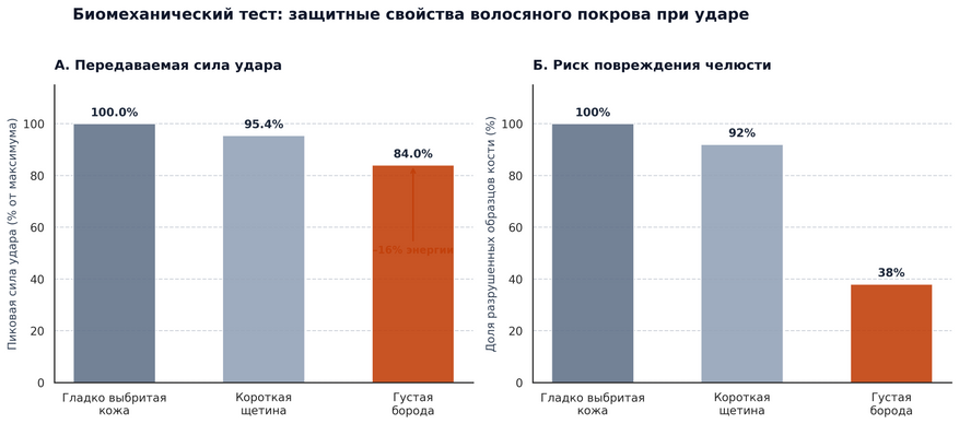 Результаты физических краш-тестов моделей челюсти. Густой волосяной покров гасит пиковую силу тупого удара на 16% (график А). В условиях предельной нагрузки это снижает риск полного раскола кости почти в 2,5 раза (график Б). (Данные: Beseris et al., Integrative Organismal Biology, 2020)