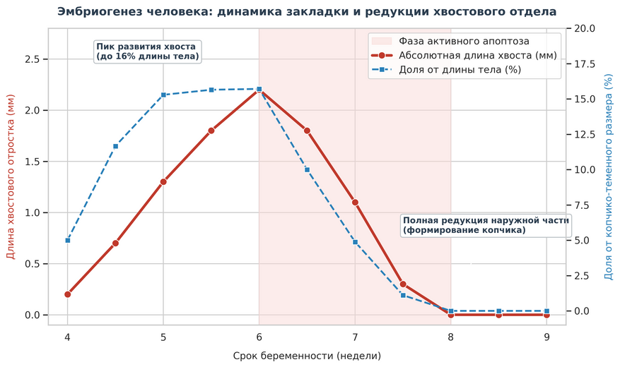 Изменение размеров хвостового отростка у человеческого зародыша с 4-й по 9-ю неделю развития. Пик формирования приходится на 5–6-ю неделю, когда хвост достигает 16% от длины тела. Выделенная зона показывает период апоптоза (запрограммированной гибели клеток) с 6-й по 8-ю неделю, в результате которого внешняя часть отростка полностью исчезает, оставляя только внутреннюю костную опору — копчик.