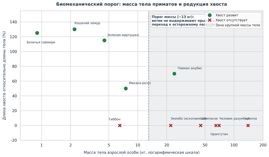 Зависимость относительной длины хвоста от массы тела у современных и ископаемых приматов. При массе тела менее 10–12 кг хвост выполняет функцию балансира при прыжках по ветвям. Серым цветом выделена зона веса свыше 13 кг: крупные животные (экембо, шимпанзе, орангутаны, люди) не могут прыгать по тонким ветвям без риска их поломки и передвигаются медленно, распределяя вес на все конечности. В этой весовой категории хвост теряет механическую функцию и полностью редуцируется.