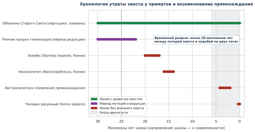 Временная шкала эволюции приматов за последние 30 миллионов лет. Зеленым цветом обозначена ветвь мартышковых, сохранивших хвост. Красным — виды, у которых хвост уже отсутствовал (экембо и нахолапитек). Серым фоном выделен период появления австралопитеков и двуногости, наглядно подтверждающий, что редукция хвоста произошла почти на 20 миллионов лет раньше прямохождения.