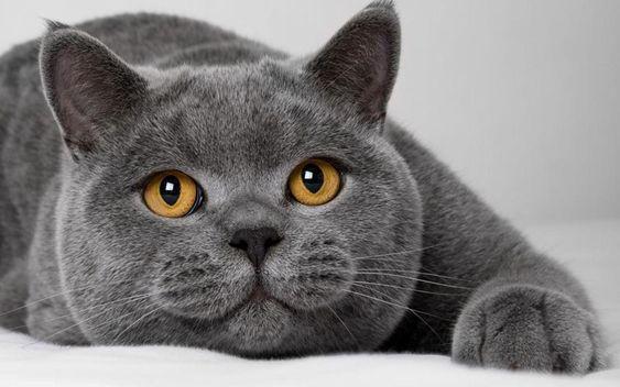 Британские коты: все об истинных джентльменах кошачьего мира / Оффтопик /  iXBT Live