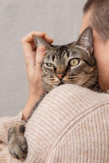 Глухота у котов – 6 возможных причин потери слуха