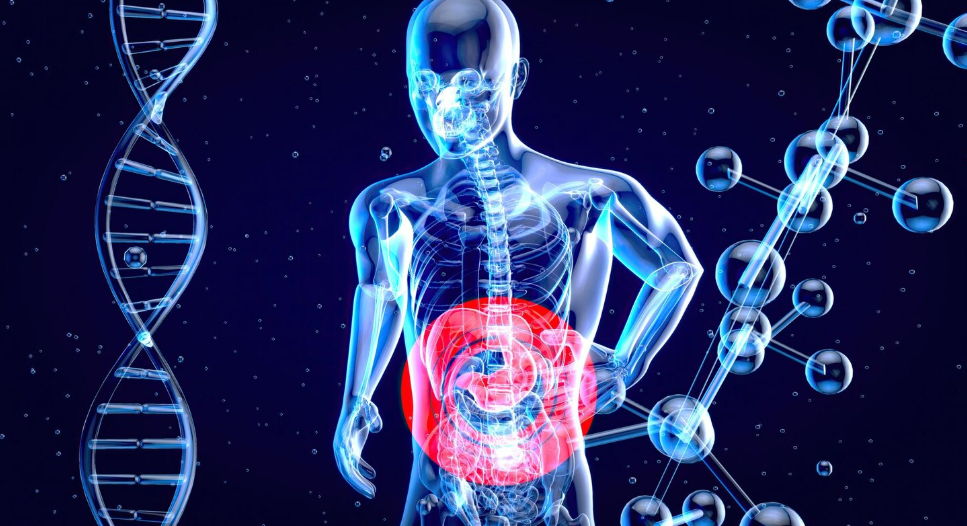 Желудок не переваривает сам себя — у него есть броня, о которой мало кто знает