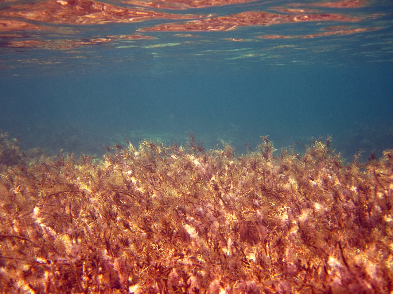 Красное море красная вода водоросли