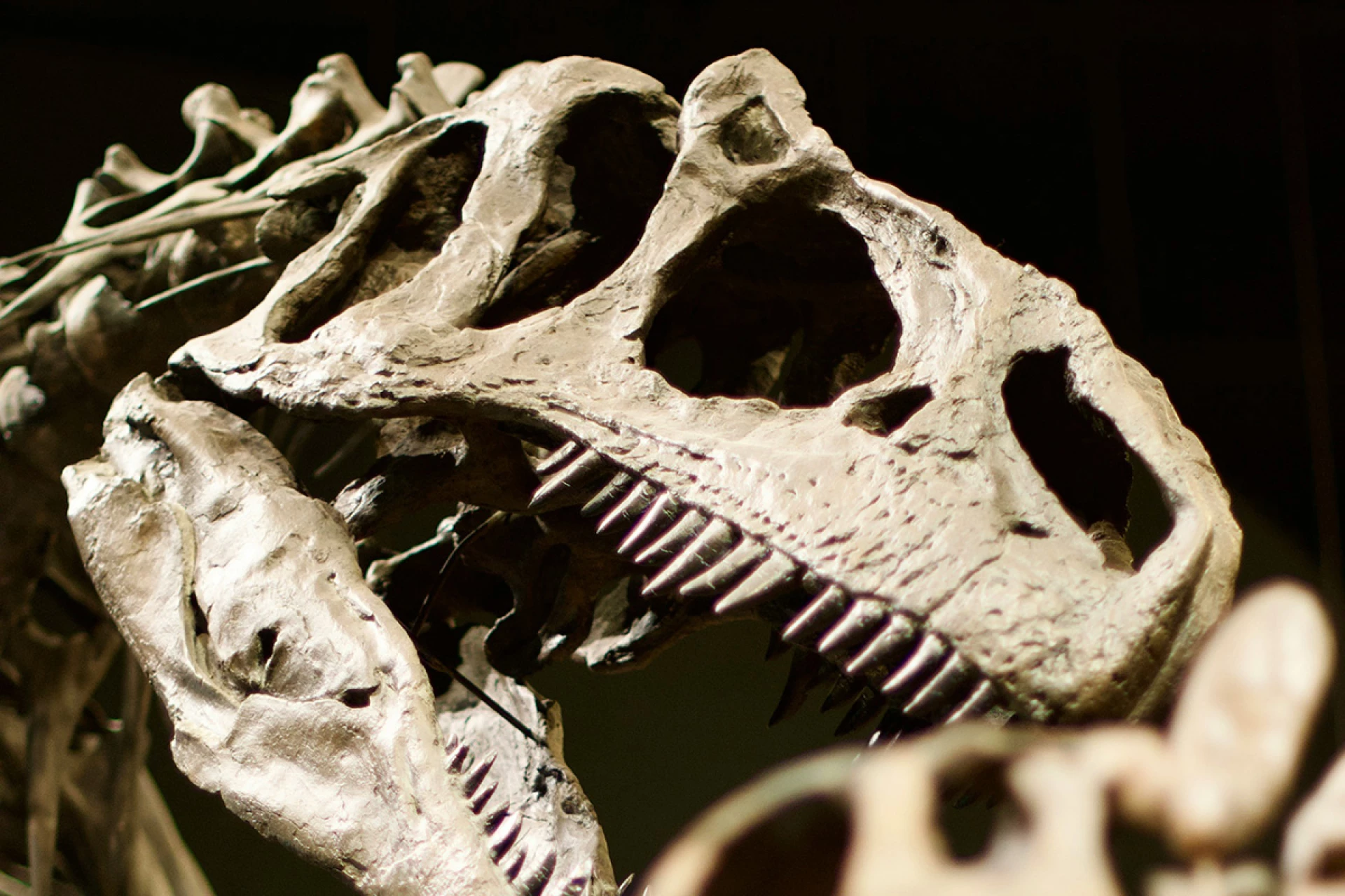 Зубная эмаль динозавров раскрыла высокий уровень CO2 в древней атмосфере