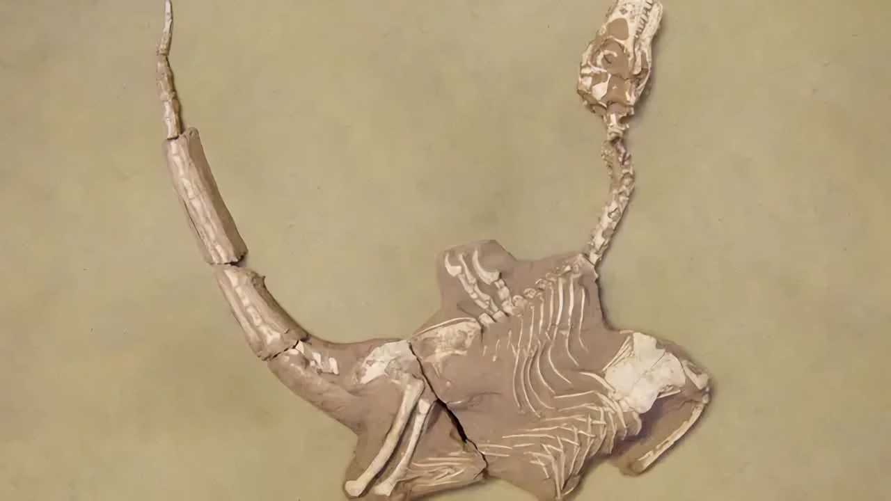 Обнаружен новый вид хищного динозавра Shri rapax в пустыне Гоби