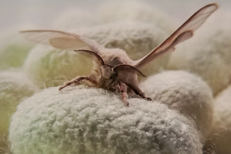 Шелкопряды с генами пауков начали производить сверхпрочные нити