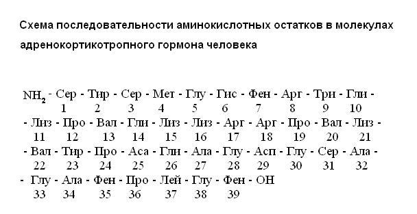 1-Серин 2-Тирозин 3-Серин 4-Метионин 5-Глутамат 6-Гистидин 7-Фенилаланин 8-Аргинин 9-Триптофан 10-Глицин 11-Лизин 12-Пролин 13-Валин 14-Глицин 15-Лизин 16-Лизин 17-Аргинин 18-Аргинин 19-Пролин 20-Валин 21-Лизин 22-Валин 23-Тирозин 24-Пролин 25-Аспартат 26-Глицин 27-Аланин 28-Глутамат 29-Аспартат 30-Глутамат 31-Серин 32-Аланин 33-Глутамат 34-Аланин 35-Фенилаланин 36-Пролин 37-Лейцин 38-Глутамат 39-Фенилаланин