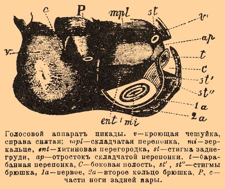 Голосовой аппарат цикады