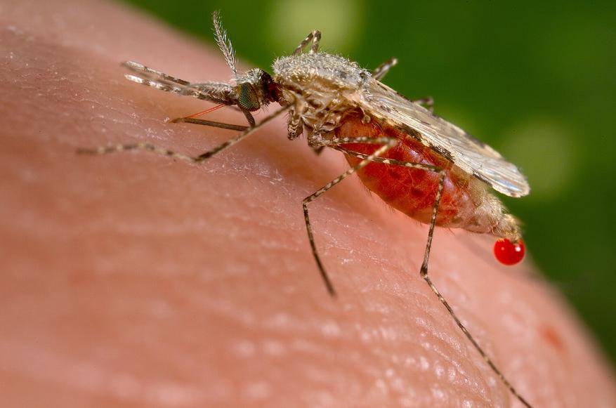Самка Anopheles stephensi, которая напилась крови и начала выделять излишнее количество жидкой фракции крови