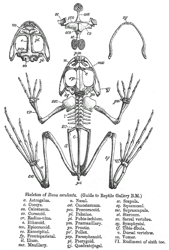 Скелет съедобной лягушки. a - Таранная кость (Astragalus), c - Копчик (Coccyx), ca - Пяточная кость (Calcaneum), co - Коракоид (Coracoid), cr - Лучелоктевая кость (Radius-ulna), e - Решётчатая кость (Ethmoid), eco - Эпикоракоид (Epicoracoid), eo - Затылочная кость (Exoccipital), fp - Лобнотеменная кость (Frontoparietal), il - Подвздошная кость (Ilium), mx - Верхнечелюстная кость (Maxillary), n - Носовая кость (Nasal), ost - Омостернум (Omosternum), pco - Прекоракоид (Praecoracoid), pl - Нёбная кость (Palatine), pi - Лобково-седалищная кость (Pubis-ischium), pm - Предчелюстная кость (Praemaxillary), po - Протическая кость (Prootic), po' - Палец (Pollex), psp - Парасфеноид (Parasphenoid), pt - Крыловидная кость (Pterygoid), qj - Квадратноскуловая кость (Quadratojugal), sc - Лопатка (Scapula), sq - Чешуйчатая кость (Squamosal), ssc - Надлопатка (Suprascapula), st - Грудина (Sternum), sv - Крестцовый позвонок (Sacral vertebra), sy - Симфизиальная кость (Symphysial), tf - Большеберцово-малоберцовая кость (Tibia-fibula), v - Спинные позвонки (Dorsal vertebrae), vo - Сошник (Vomer), VI - Рудимент шестого пальца (Rudiment of sixth toe)