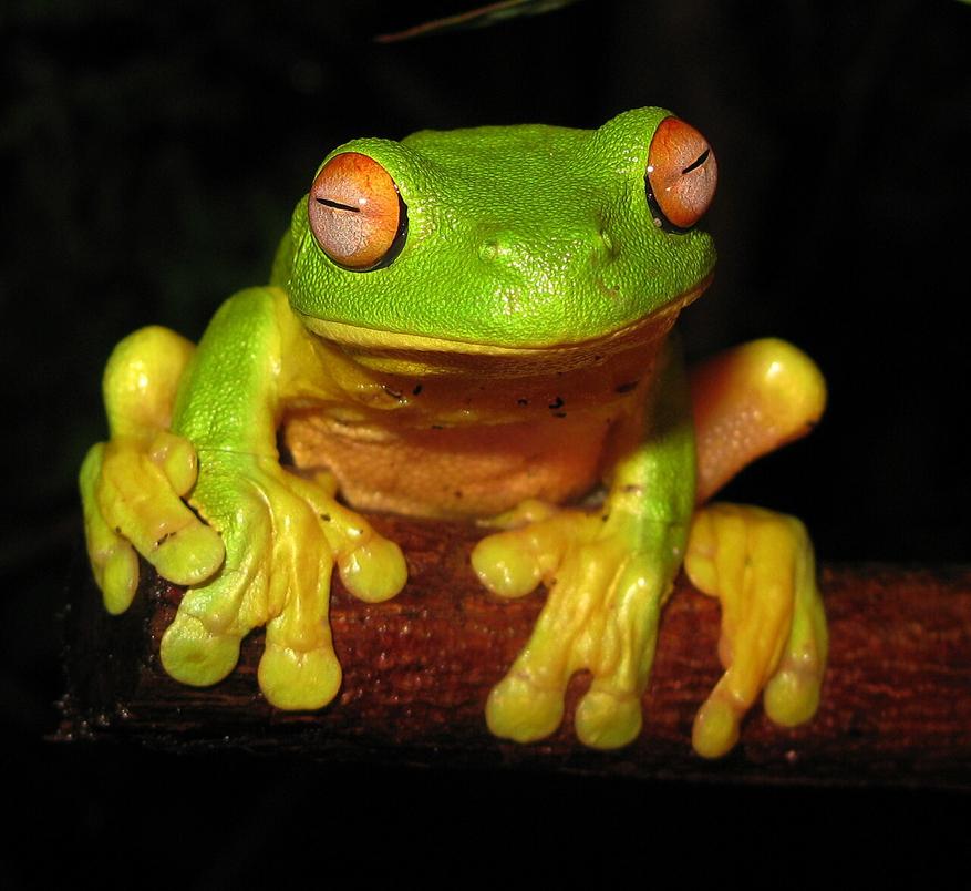 Красноглазая древесная лягушка (L. chloris), обитающая в восточной Австралии