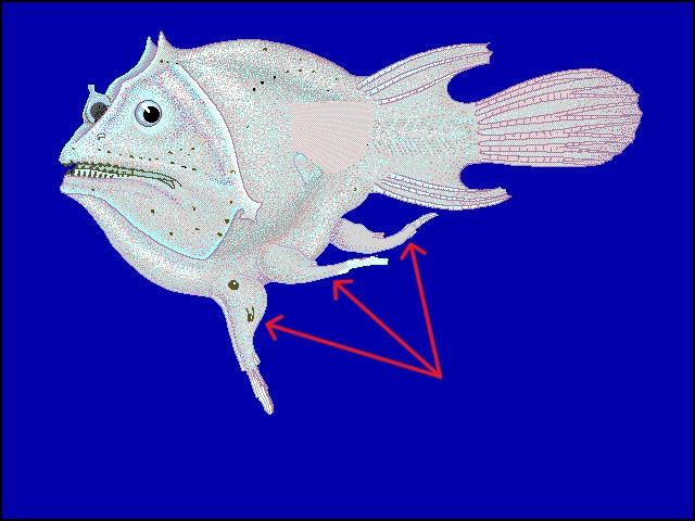 Haplophryne mollis (самка с прикрепленными самцами)