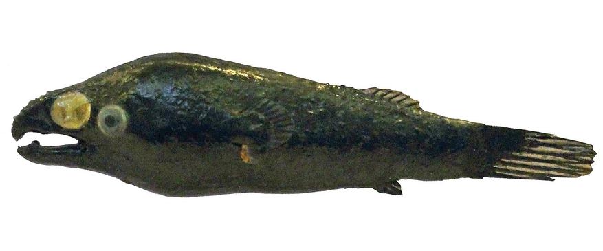 Самец Photocorynus spiniceps