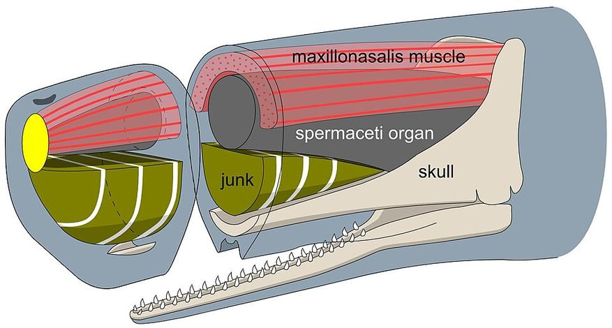 Анатомия головы кашалота. maxillonasalis muscle - челюстно-носовая мышца, spermaceti organ - спермацетовый орган, junk - жировая подушка, аналог лобного выступа у других китообразных, skull - череп 