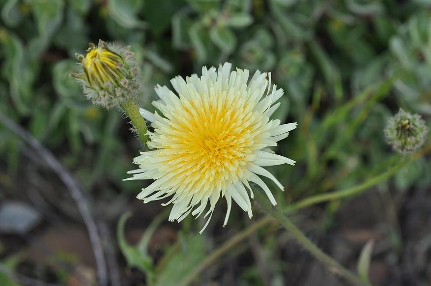 Вид рода Василёк (Centaurea) семейства Астровые / Сложноцветные (Asteraceae)