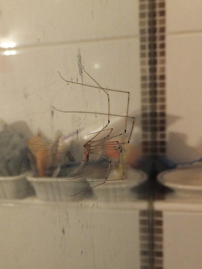 Самка "Pholcus phalangioides", сфотографированная на стеклянной стене