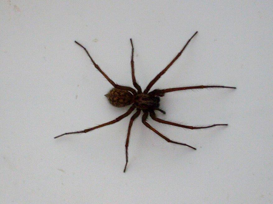 Tegenaria domestica в ванне, Дордонь
