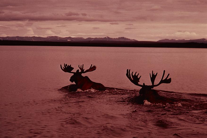 Два лося на воде, Аляска, 1973 год