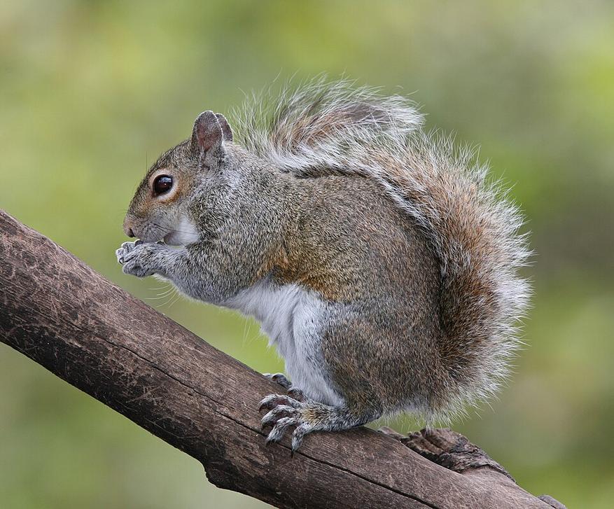 Серая белка Sciurus carolinensis.