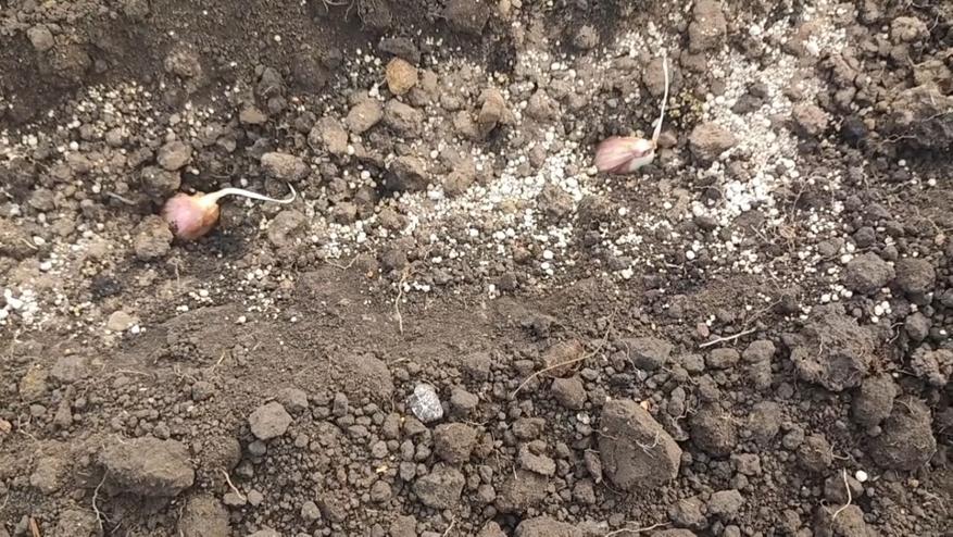 Раскладываю зубки в бороздки с шагом около 10 см — главное выдержать глубину в 5–7 см, чтобы не вымерзли зимой.