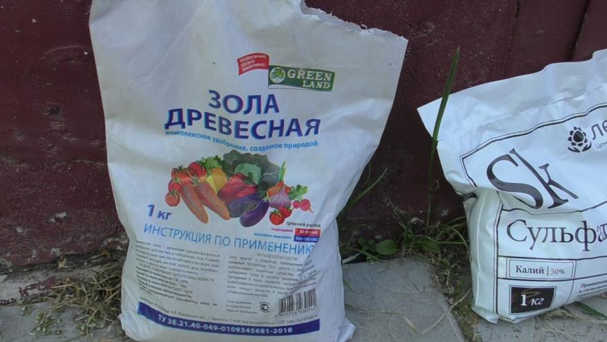 Зола вносится заранее при перекопке — прямо в лунки при посадке её сыпать нельзя, чтобы не обжечь корни.