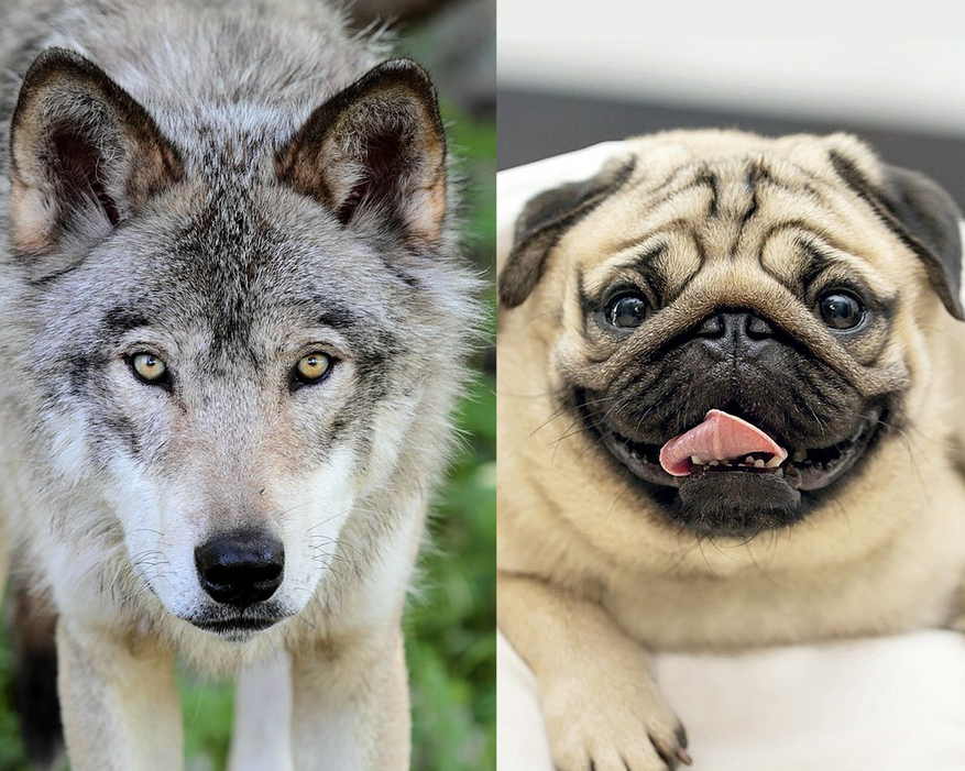 Волк (Canis lupus) и его потомок, мопс (Canis familiaris).