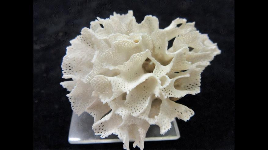 Retihornera squamosa.