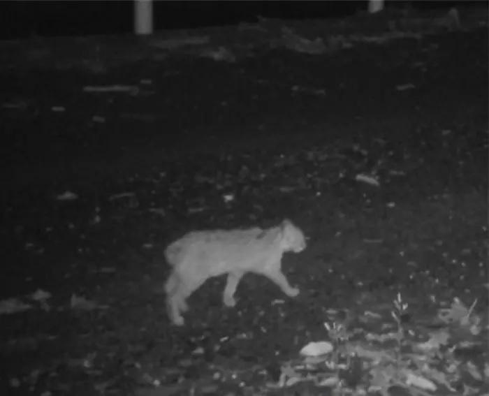 Кадр с автоматической лесной камеры: исчезающая цусимская леопардовая кошка, замеченная в своей естественной среде обитания на острове Цусима (Япония).