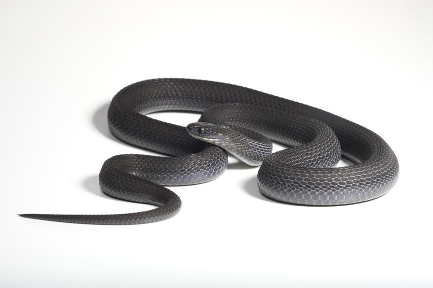 Dasypeltis albigularis sp. в черном окрасе.