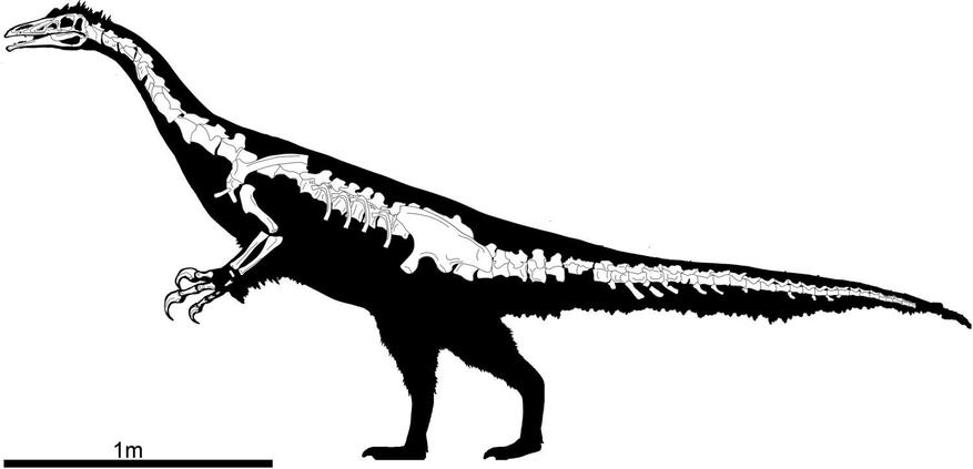 Графическая реконструкция скелета нового вида динозавров Kayrasaurus changliensis (вид сбоку). В основу этой схемы лег оригинальный ископаемый образец IVPP V 18957, который позволил палеонтологам воссоздать анатомию одного из крупнейших пернатых динозавров своего времени.