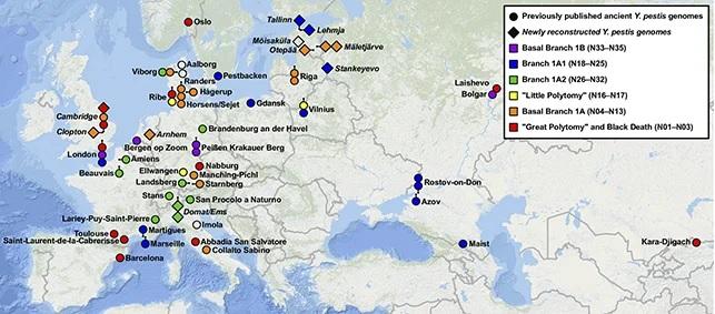 Генетики зафиксировали распространение чумы в Европе на протяжении 400 лет. 