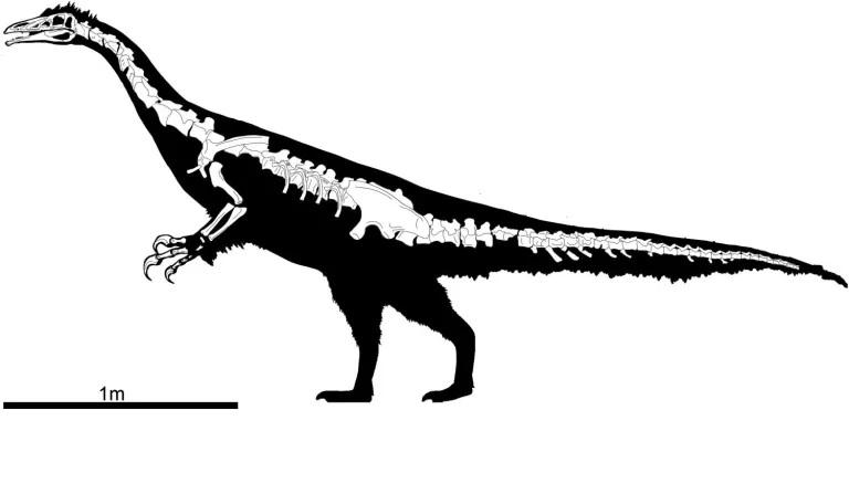 Схема скелета Kayrasaurus changliensis в боковой проекции.