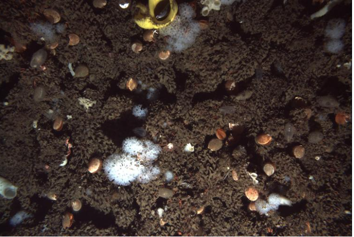Живая стеклянная губка (Hexactinellida), похожая на белый помпон.