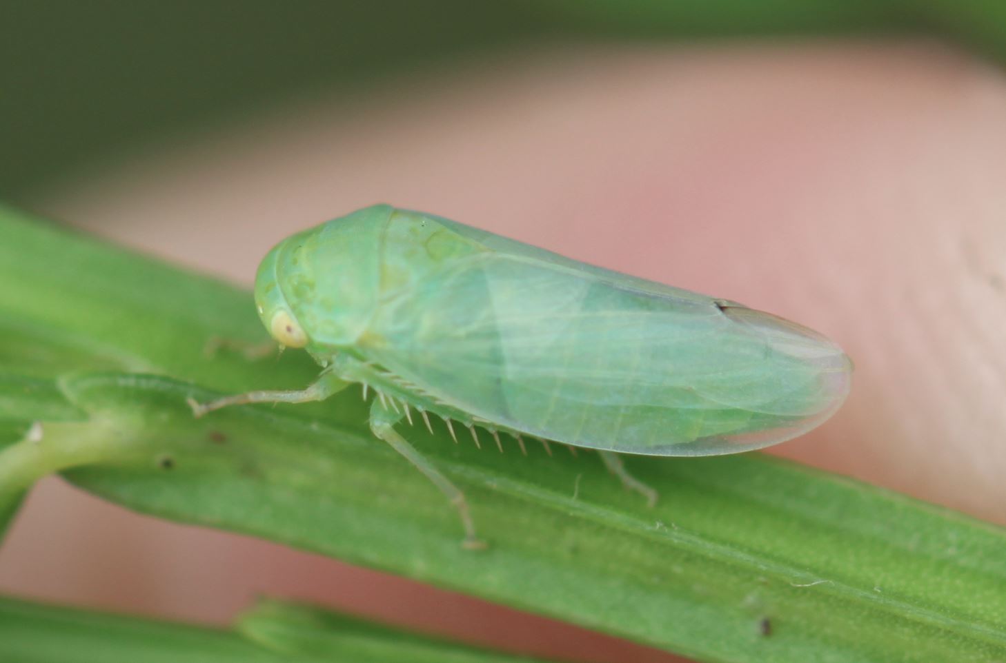 6 больших научных открытий 2025 года о самых маленьких созданиях Земли