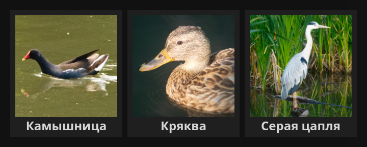 Темная тема