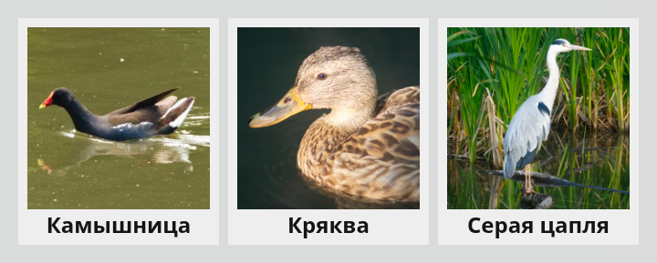 Светлая тема