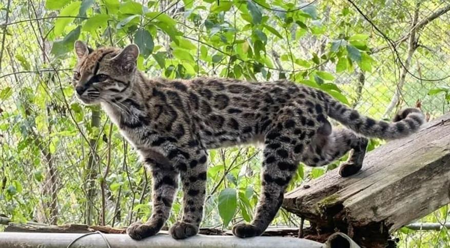 Супер-красивая котя! 